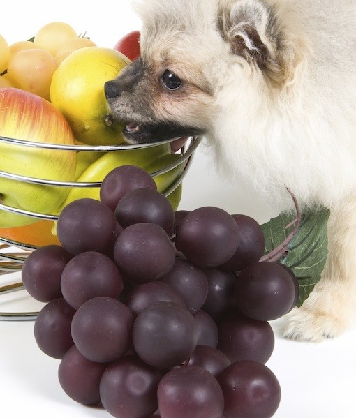 87475-grapes.jpg