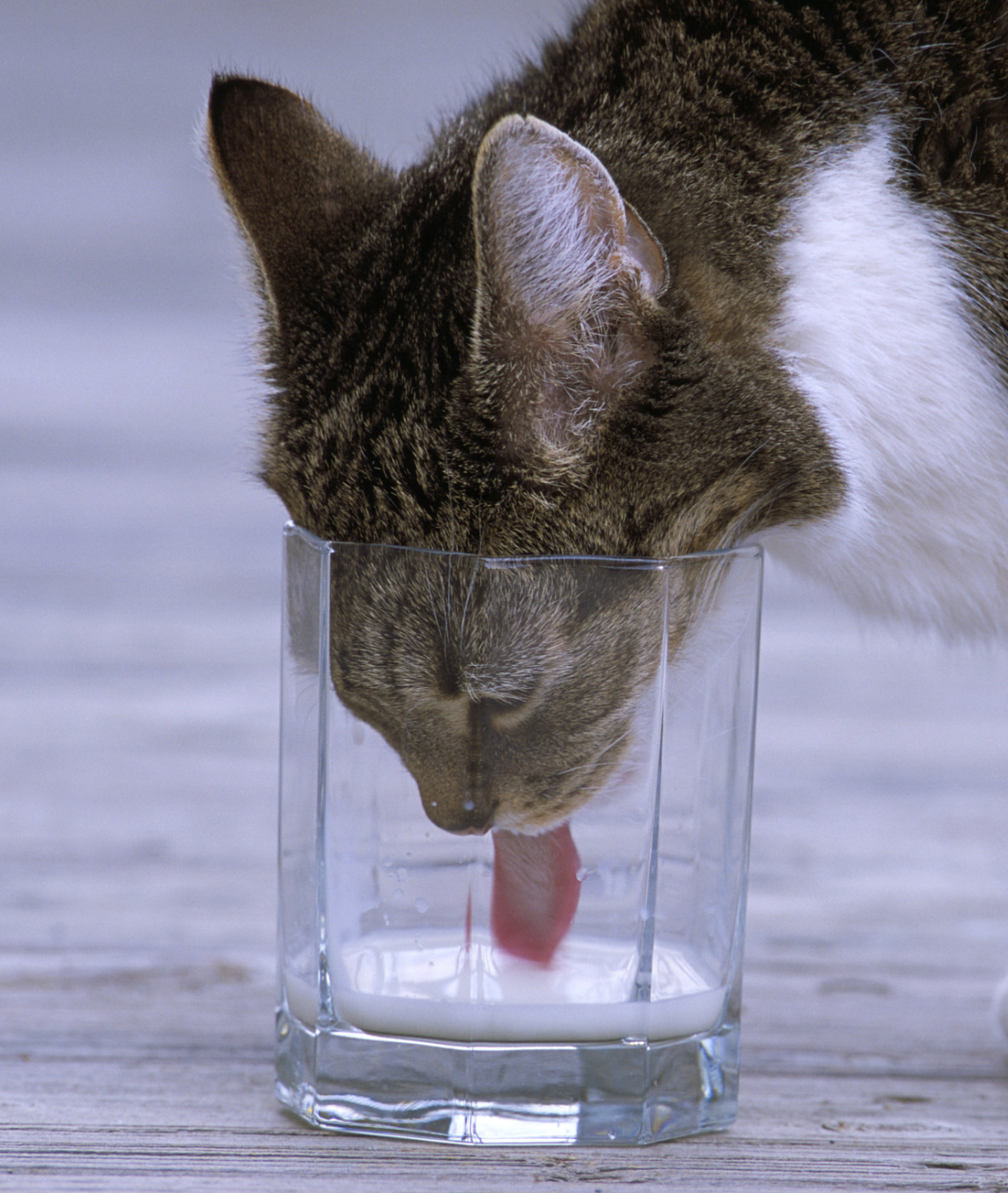 87486-cat-and-milk.jpg