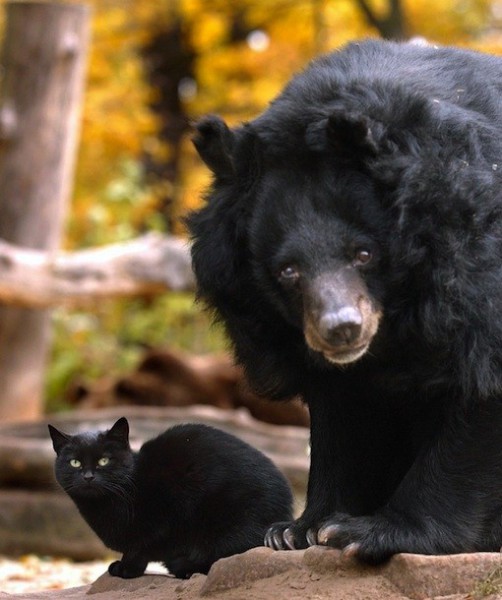 87611-bear-and-cat.jpg 87611-bear-and-cat.jpg