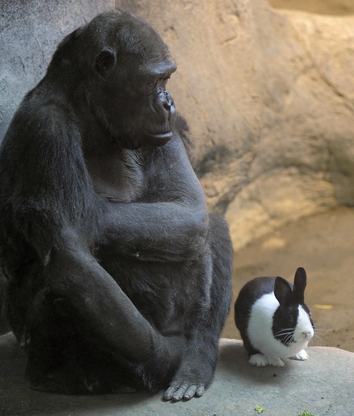 87612-gorilla-and-bunny.jpg