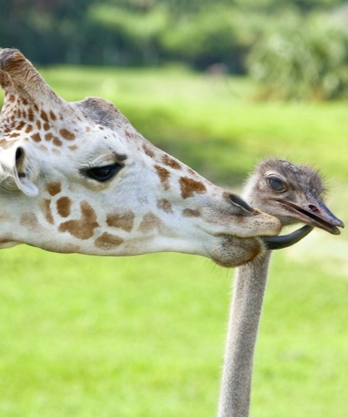 87613-giraffe-and-ostrich.jpg