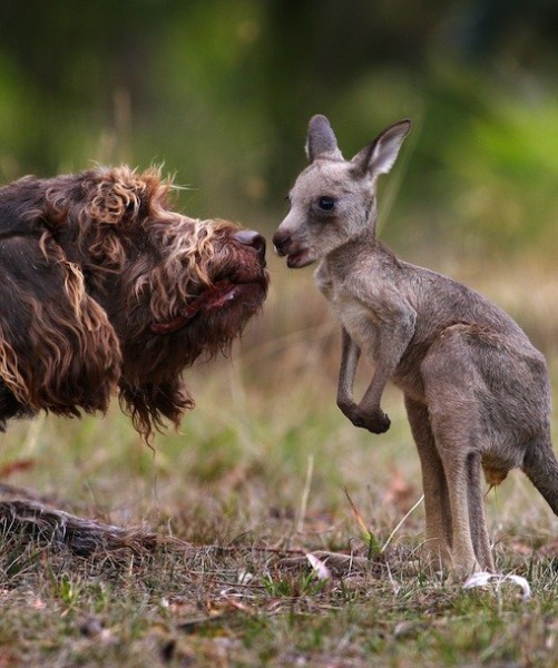 87614-dog-and-kangaroo.jpg