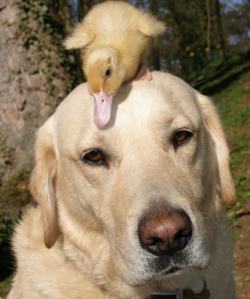 87615-dog-and-duckie.jpg