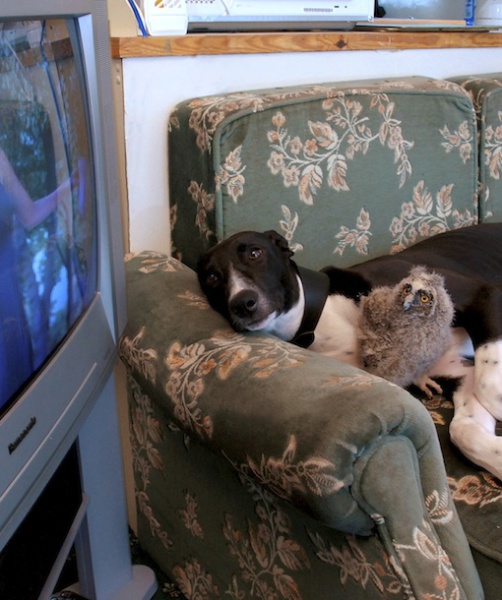 87616-dog-and-owl.jpg
