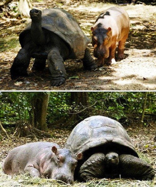 87617-hippo-and-turtle.jpg
