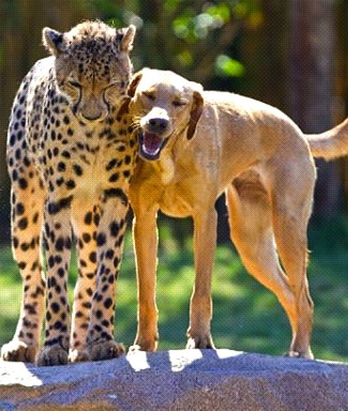 87618-cheetah-and-dog.jpg