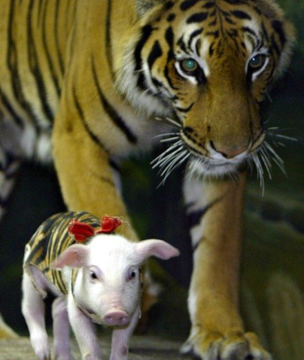 87621-tiger-and-piglet.jpg
