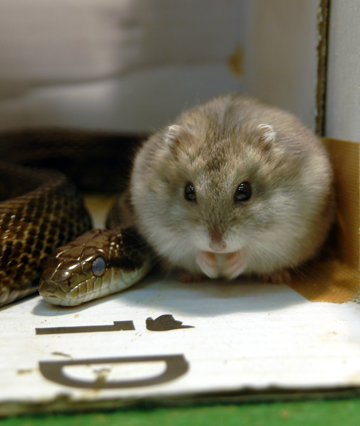87646-snake-and-hamster.jpg