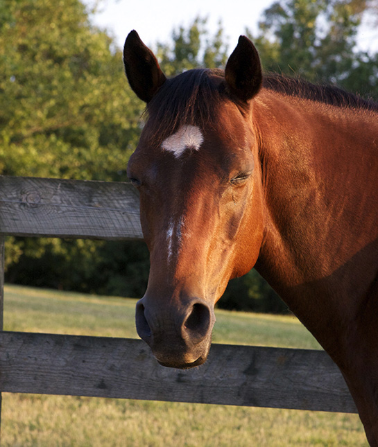 90234-mom_sleep-101_16_horses_thinkstock_452526583.jpg