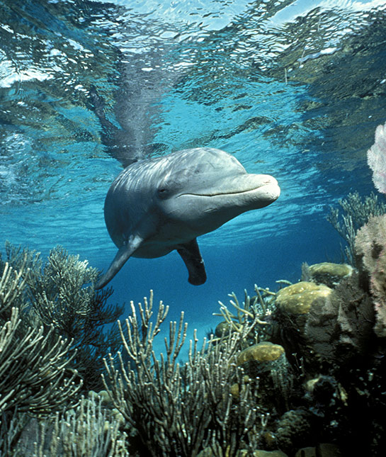 90235-mom_sleep-101_17_dolphins_getty_129289650.jpg