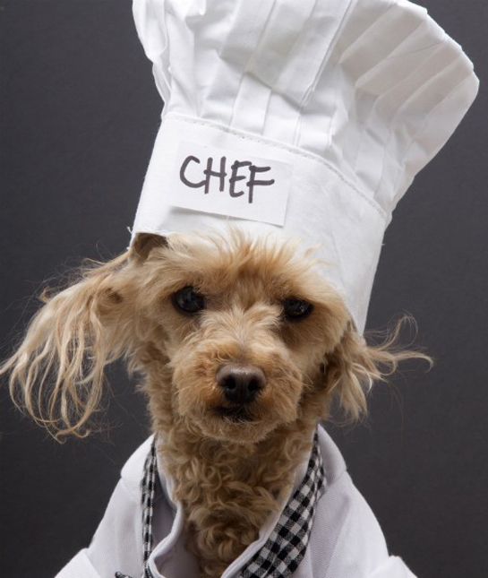 94229-dog-chef.jpg 94229-dog-chef.jpg