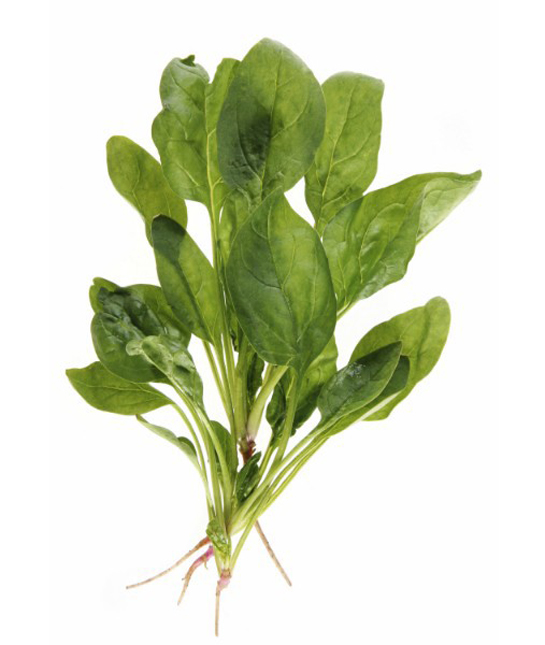 94230-spinach.jpg