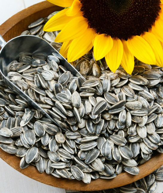 94233-sunflower-seeds.jpg