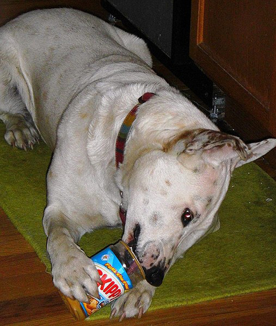 94259-dog-licking-skippy-jar.jpg