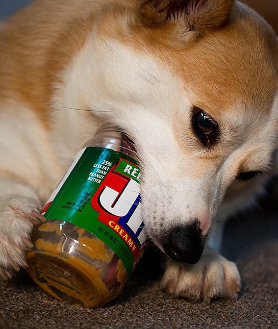 94260-dog-jif-jar.jpg