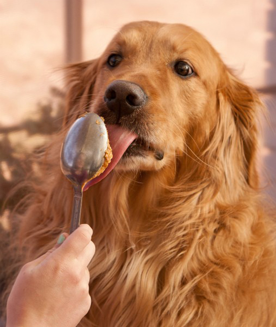 94262-dog-licking-pb-spoon.jpg 94262-dog-licking-pb-spoon.jpg