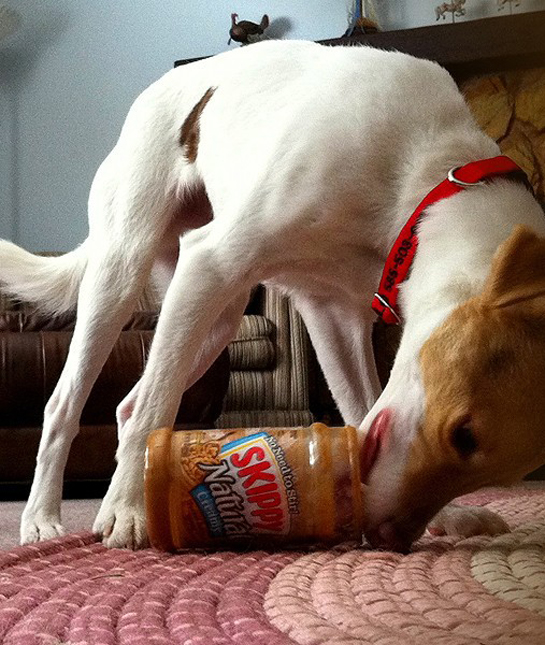 94264-dog-skippy-jar.jpg