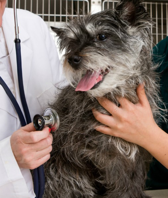 94266-dog-vet.jpg