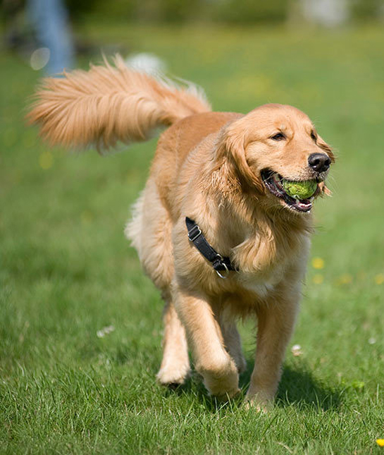 94630-dog-tennis-ball.jpg