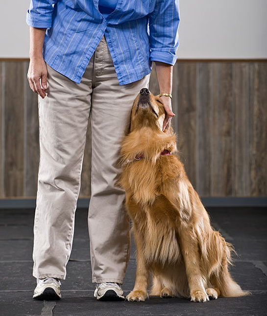 94633-leaning-dog.jpg