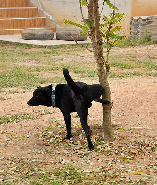 94636-peeing-dog.jpg