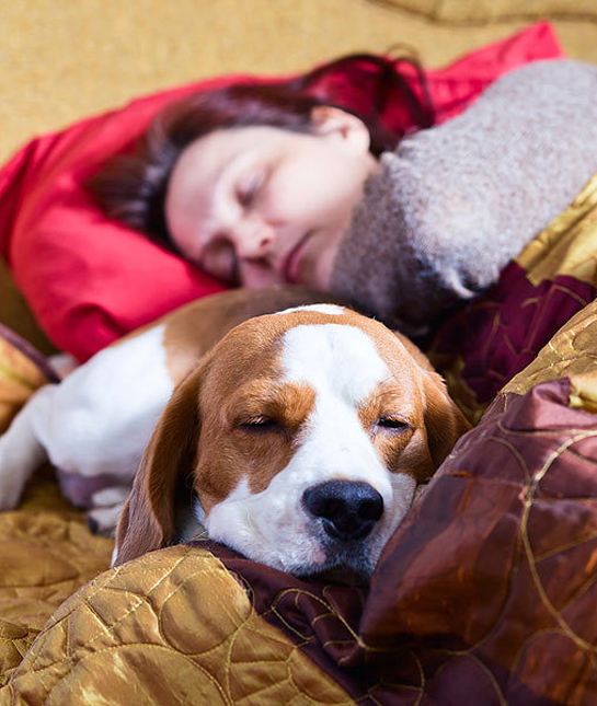 94637-sleeping-dog.jpg