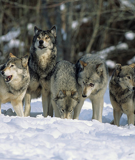 94640-wolves.jpg