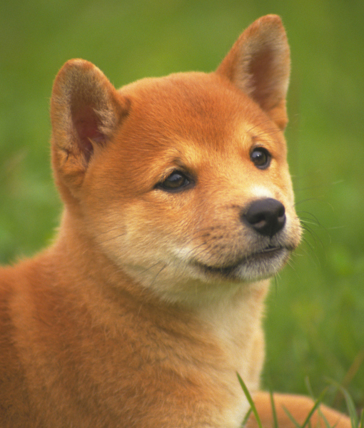 94837-a-shiba-inu-looking-to-the-side-side-view-differential-foc.jpg