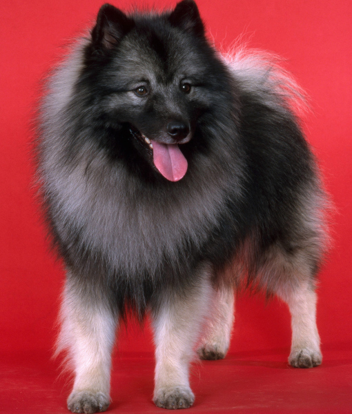 94838-male-keeshond-two-years-old-2.jpg