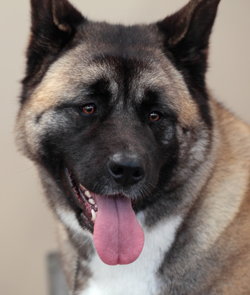 94839-adorable-brindle-coloured-akita-2.jpg
