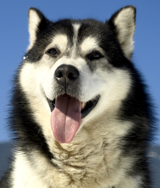 94841-alaskan-malamute-2.jpg