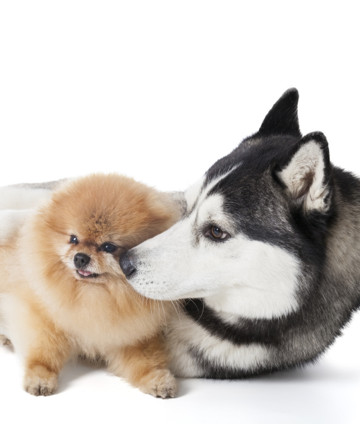 94842-two-dogs-siberian-husky-and-2.jpg 94842-two-dogs-siberian-husky-and-2.jpg