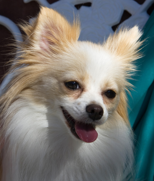 94843-pomeranian-portrait-california-usa-2.jpg