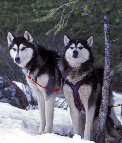 94846-two-leashed-siberian-huskies-at-edge-of-forest-2.jpg