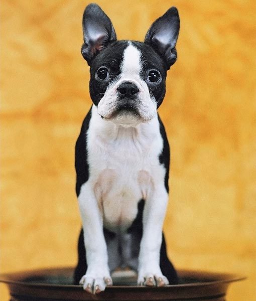 94930-boston-terrier-apartment-dogs-510x600-1.jpg 94930-boston-terrier-apartment-dogs-510x600-1.jpg