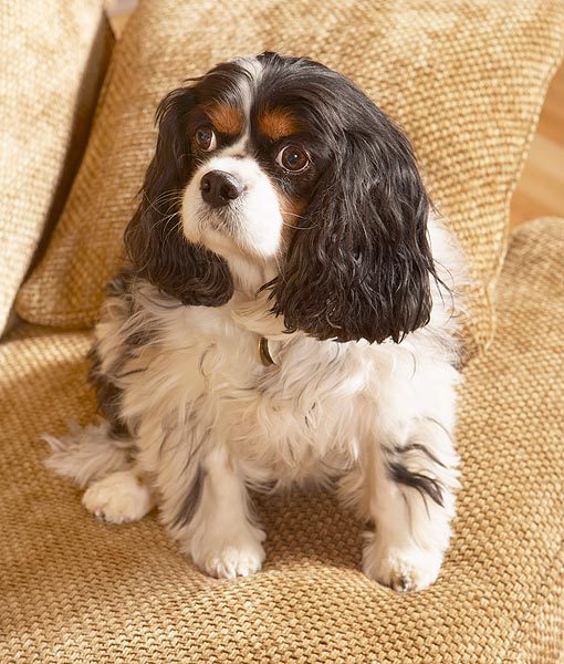 94931-cavalier-king-charles-spaniel-apartment-dogs-510x600-1.jpg
