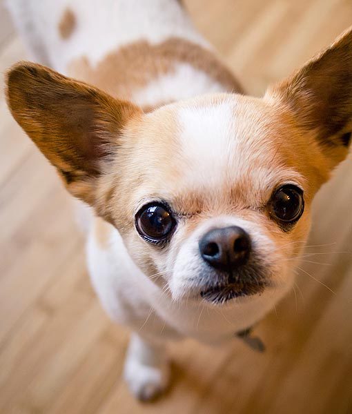 94932-chihuahua-apartment-dogs-510x600-1.jpg