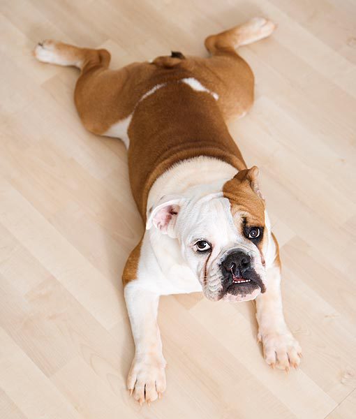 94933-englih-bulldog-apartment-dogs-510x600-1.jpg