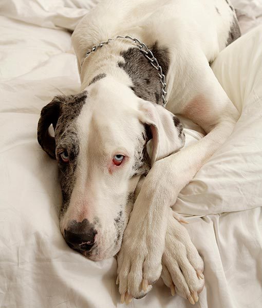 94934-great-dane-apartment-dogs-510x600-1.jpg