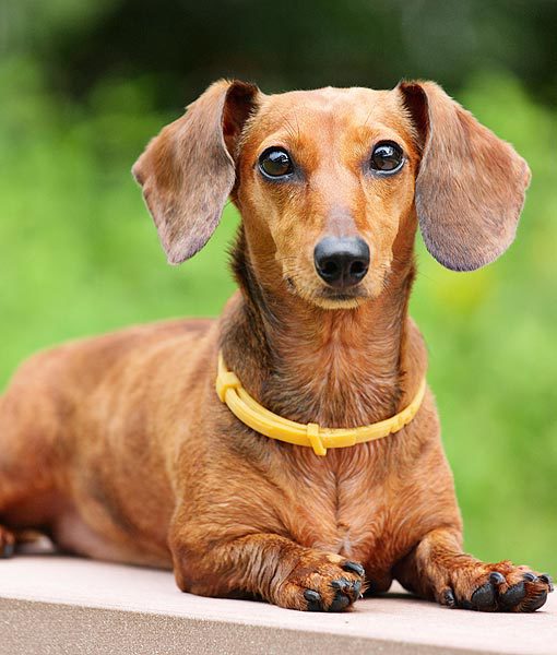 94935-daschund-apartment-dogs-510x600-1.jpg