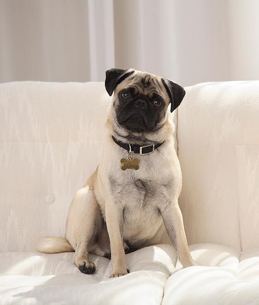 94936-pug-apartment-dogs-510x600-1.jpg