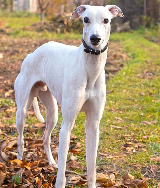 94937-greyhound-apartment-dogs-510x600-1.jpg