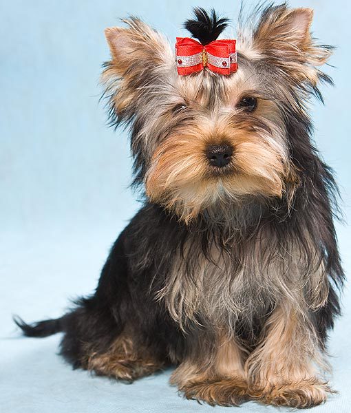 94939-yorkshire-terrier-apartment-dogs-510x600-1.jpg