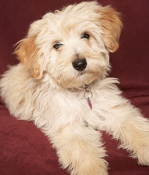 94940-havanese-apartment-dogs-510x600-1.jpg