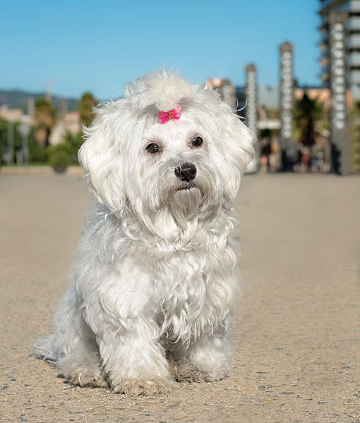 94941-maltese-apartment-dogs-510x600-1.jpg