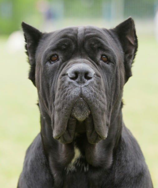 99607-cane-corsos.jpg
