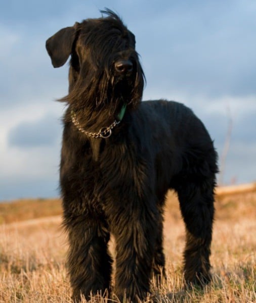 99608-giant-schnauzer.jpg
