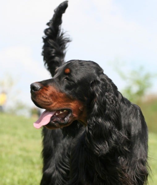 99609-gordon-setters.jpg