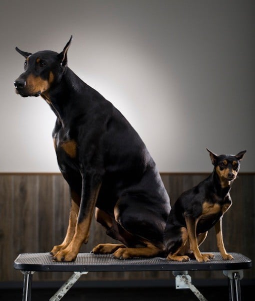 99610-miniature-pinscher.jpg