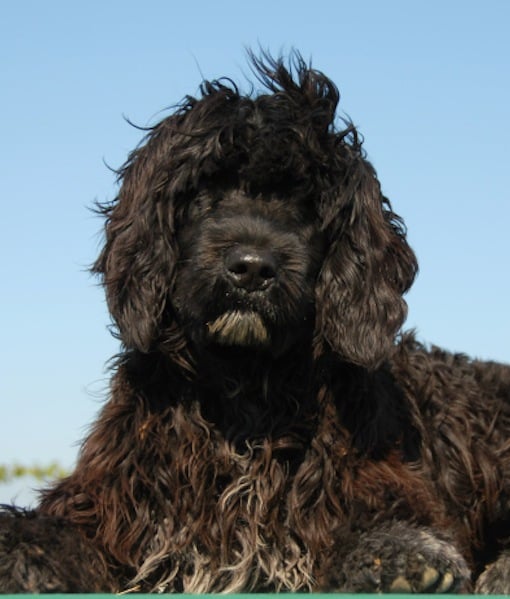 99611-portuguese-water-dog.jpg